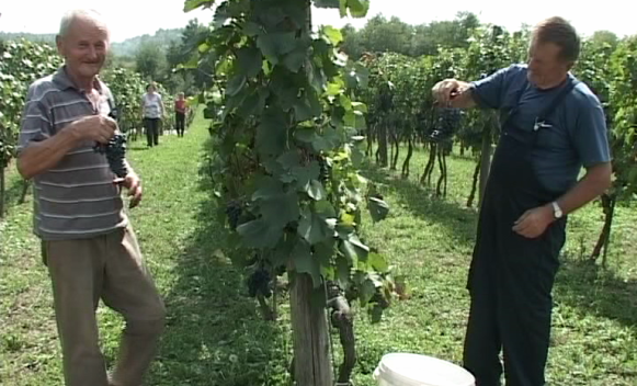 Krajiški vinogradi: Berba grožđa u Potkozarju
