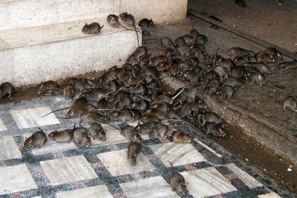 Snimljena najezda štakora u Mostaru (VIDEO)