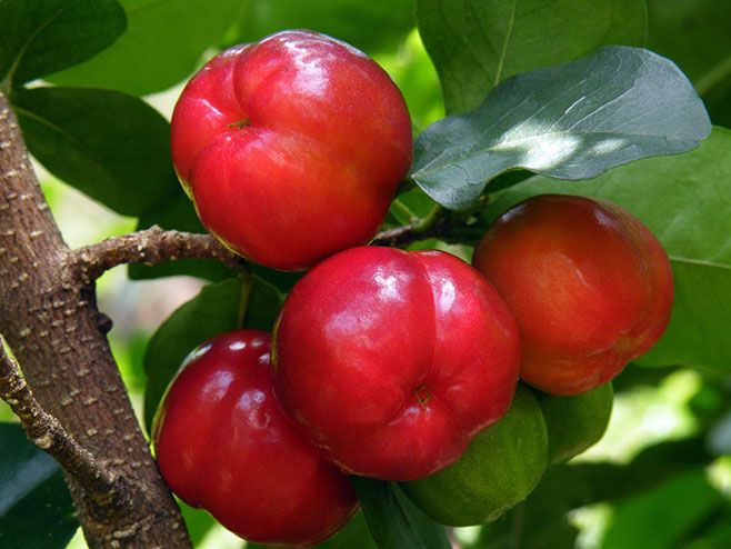 Acerola - voće sa najviše vitamina C