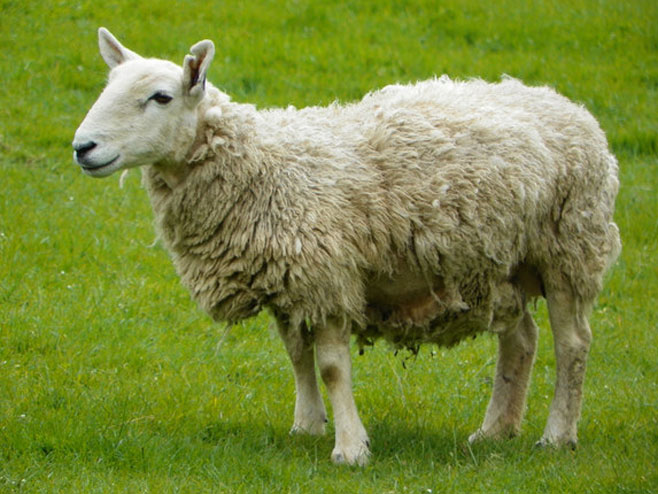 Niko neće da čuva ovce ni za 500 evra, fali im internet