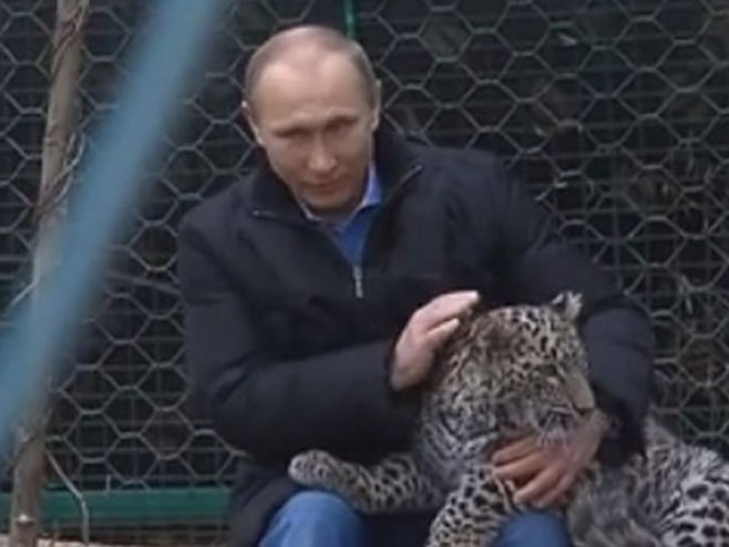 Putinova energija smirila divlju mačku(VIDEO)