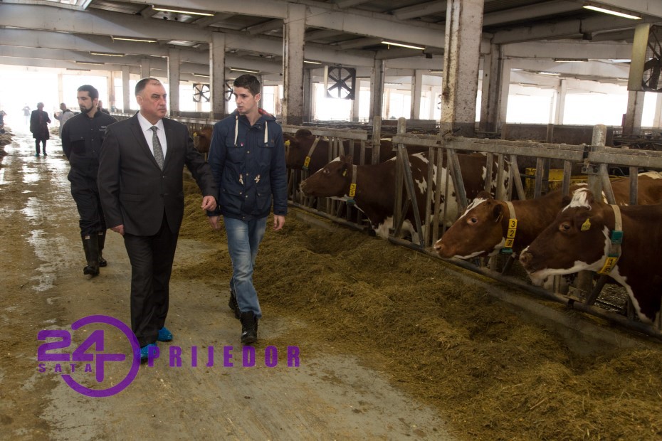 Gradonačelnik Prijedora posjetio farmu norveškog crvenog govečeta "Arifagić" (VIDEO)