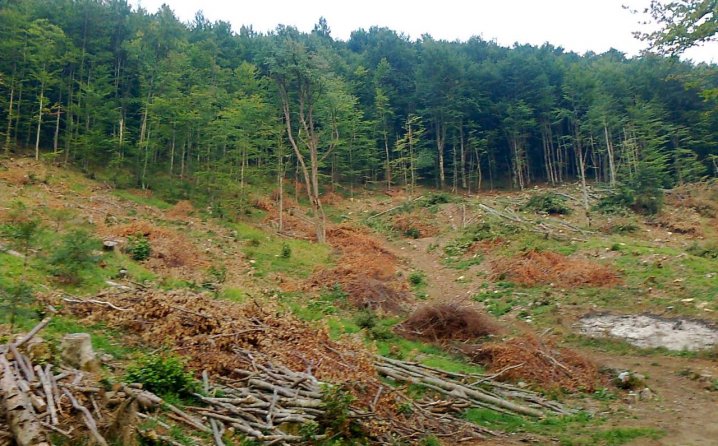 Krali šumu kod Prijedora: Šteta veća od 4.600 KM