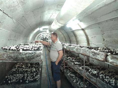 Rudno bogatstvo „Ljubije“ kod Prijedora leži neiskorišćeno: Dok čekaju rudare, uzgajaju šampinjone