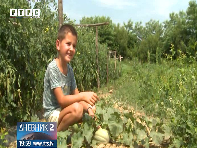 Privlačne i slatke, lubenice iz Rasavaca školuju djecu (VIDEO)