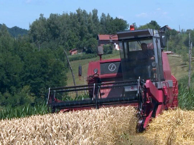 Na području Prijedora završena žetva žitarica (VIDEO)