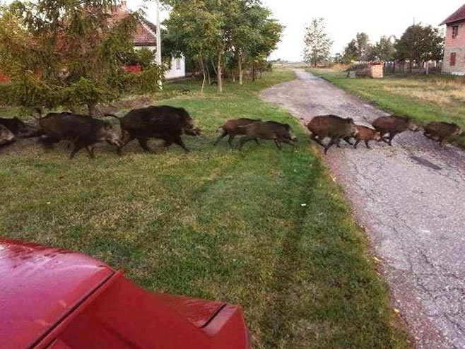 Krdo divljih svinja protutnjalo srpskim selom (FOTO)