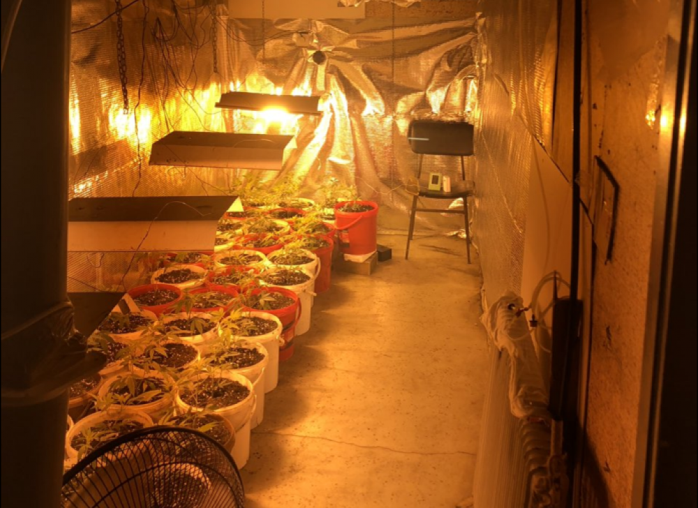 Otkrivena laboratorija za uzgoj marihuane, uhapšene četiri osobe