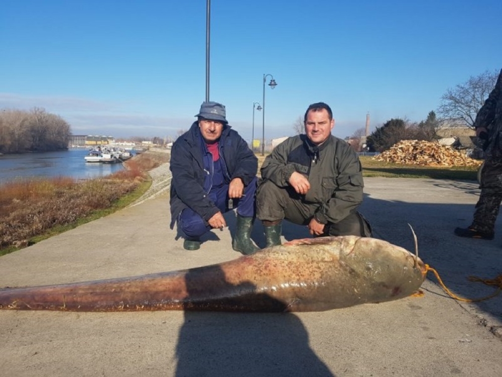 NEMAN OD DVA METRA I 125 KG Otišli su na pecanje kod Apatina, pa iz vode izvukli pravu GRDOSIJU (VIDEO)