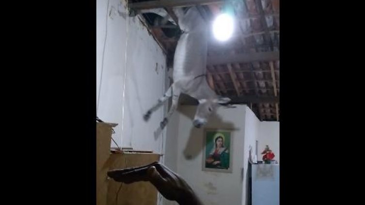 Neočekivani gost: Magarac propao kroz krov u sobu dok su gledali TV (VIDEO)