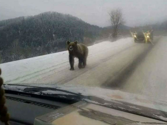 Medvjed šeta putem po Grmeču
