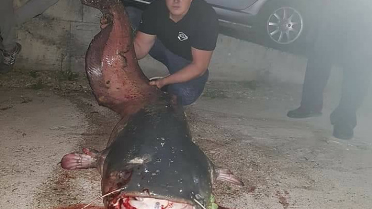 Baš je bilo "bistro": Ribar iz Kraševa u Bosni ulovio soma teškog 77 kilograma (VIDEO)