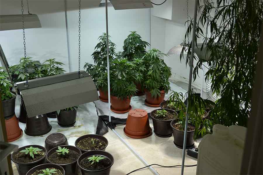 PRETRES U NOVOG GRADU U vikendici pronađena laboratorija za uzgoj marihuane, uhapšena jedna osoba