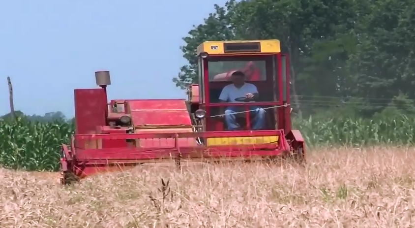 Kvalitet pšenice daleko od očekivanog (VIDEO)