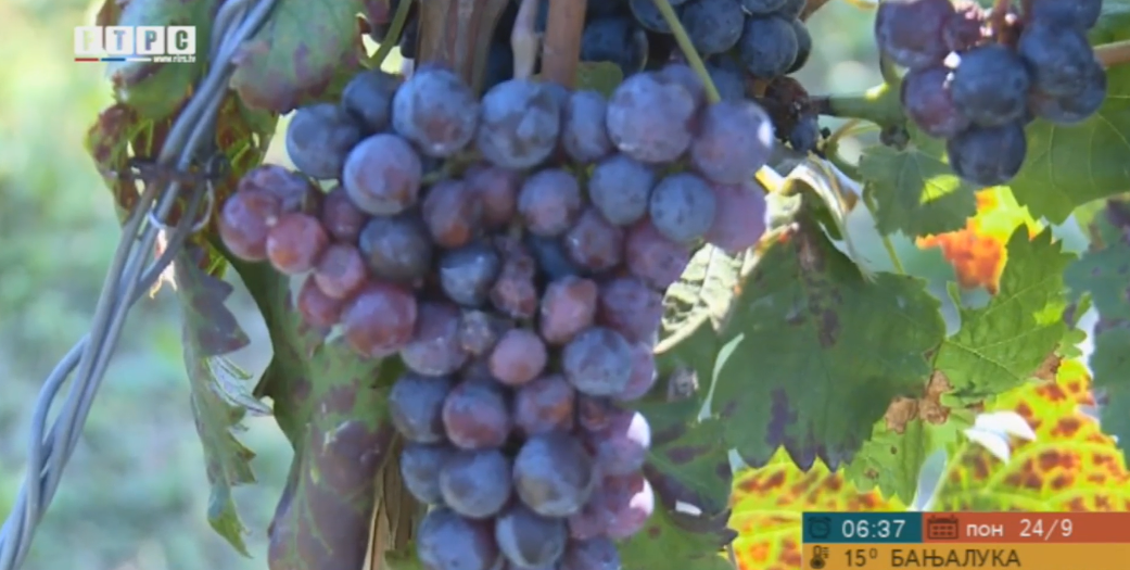 Počela berba grožđa u vinogradima porodice Jaćimović iz Srednje Omarske (VIDEO)