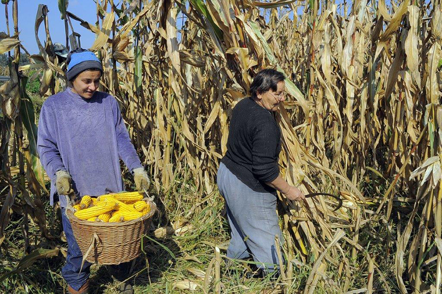 U prijedorskoj regiji kukuruz obran na oko 90 odsto parcela