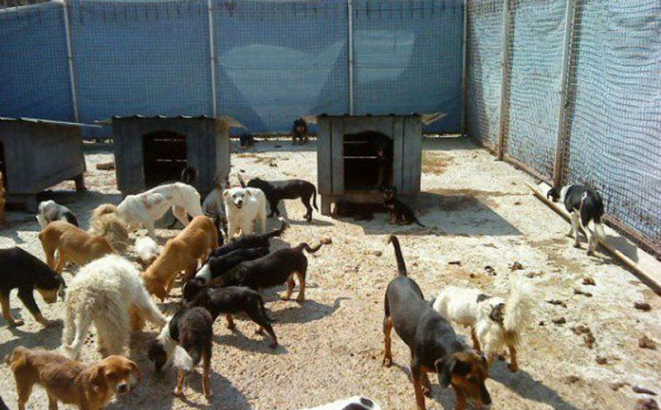 Prijedorski humanitarci pod istragom zbog krađe 67 pasa