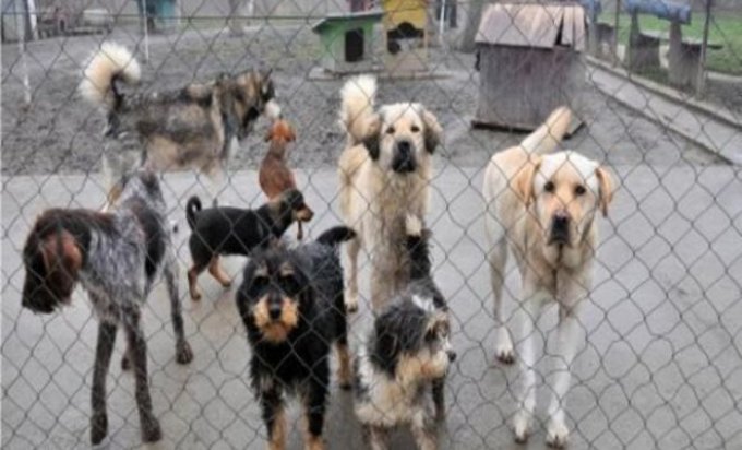 Tri Prijedorčana osumnjičena za krađu 67 pasa iz azila