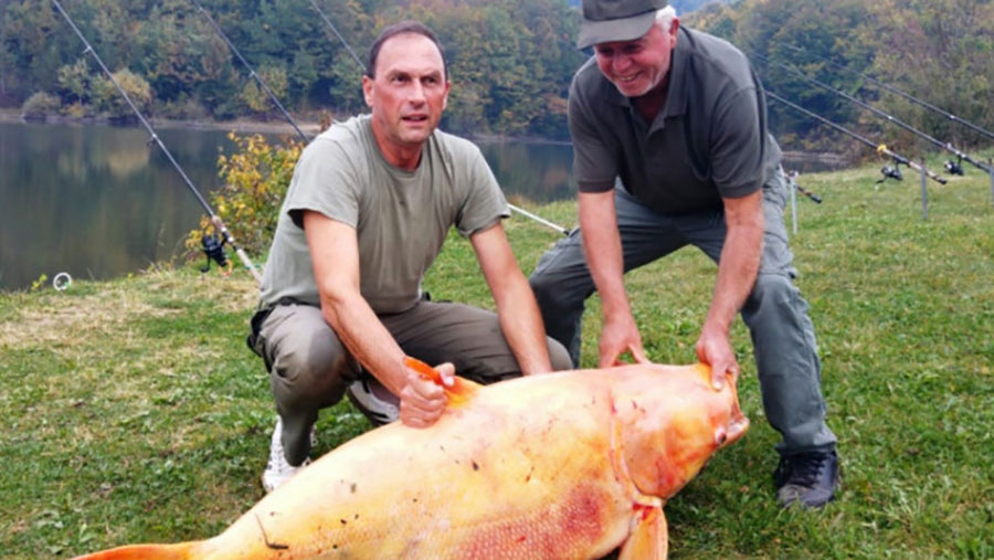 ZNAČAJAN TROFEJ Sportski ribolovac upecao zlatnog tolstolobika teškog 62 kilograma