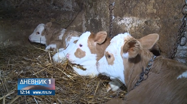Devetaci: U porodici Keča krava otelila tri teleta (VIDEO)