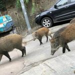 Lovci na beogradskim ulicama love krdo divljih svinja VIDEO