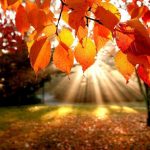 PROLJEĆE U DECEMBRU Temperature u BiH i do 15 stepeni