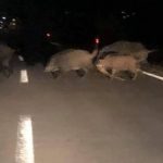 STIGLE NADOMAK CENTRA Divlje svinje prošetale Sanskim Mostom
