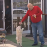 Bendži, najpopularniji prijedorski pas (VIDEO)