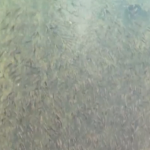 Atraktivni prizori jata riba u rukavcu Berek (VIDEO)