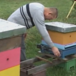 Brojni problemi prijedorskih pčelara u vrijeme pandemije virusa korona (VIDEO)