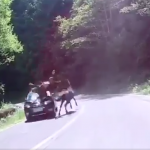 SUDAR SA ŽIVOTINJOM NANIO VELIKU ŠTETU Čovjek automobilom udario u konja (VIDEO)