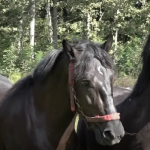 Porodica Erić: Uzgoj konja lijek za dušu (VIDEO)