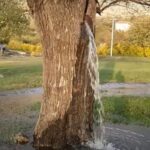 OVO ČUDO PRIRODE NAZIVAJU DAROM OD BOGA Selo privlači ljude zbog neobičnog drveta iz kojeg izvire voda (VIDEO)