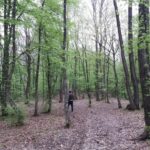 ZLOUPOTREBA SLUŽBENOG POLOŽAJA Čuvar šume dozvolio bespravan odvoz drveta