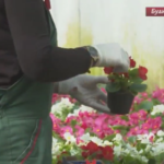 Plastenička proizvodnja cvijeća i rasada voća i povrća (VIDEO)