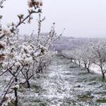 Mraz pričinio ogromnu štetu voću (VIDEO)