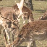 Јedinstvena farma jelena na Ozrenu (VIDEO)
