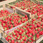 Plantaže jagoda u Potkozarju prepune sezonskih radnika (VIDEO)