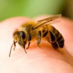 Sakupljanje pčelinjeg otrova, opasan ali i unosan posao (VIDEO)