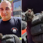 Objavili fotografiju neobičnog plijena: Prijedorski vatrogasci uklonili slijepog miša iz stana u centru grada