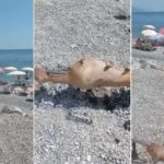 "Obrtaće jagnje na Jazu ovaj narod": Neverovatan prizor sa plaže u Budvi (VIDEO)