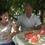 Porodica Ciper dnevno ubere i do 300 kilograma lubenice