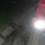 Nesvakidašnji udes na auto-putu kod Nove Topole: Krdo divljih svinja izazvalo saobraćajnu nesreću