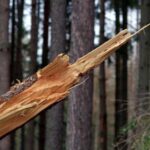 Tragedija u šumi: Palo drvo na muškarca, preminuo u bolnici
