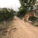 "Leteći jelen" osvojio Internet (VIDEO)