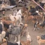 Prijedorsko Udruženje Spas uputilo apel za donaciju hrane za napuštene pse (VIDEO)