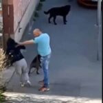 Uhapšen muškarac koji je pretukao ženu i njenog psa (VIDEO)