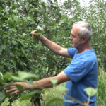 Voćari zadovoljni stanjem u voćnjacima (VIDEO)