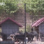 „Komunalne usluge „ najavljuju izgradnju novog azila za napuštene pse (VIDEO)