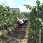 U vinogradu "Panić" berba u punom jeku (VIDEO)